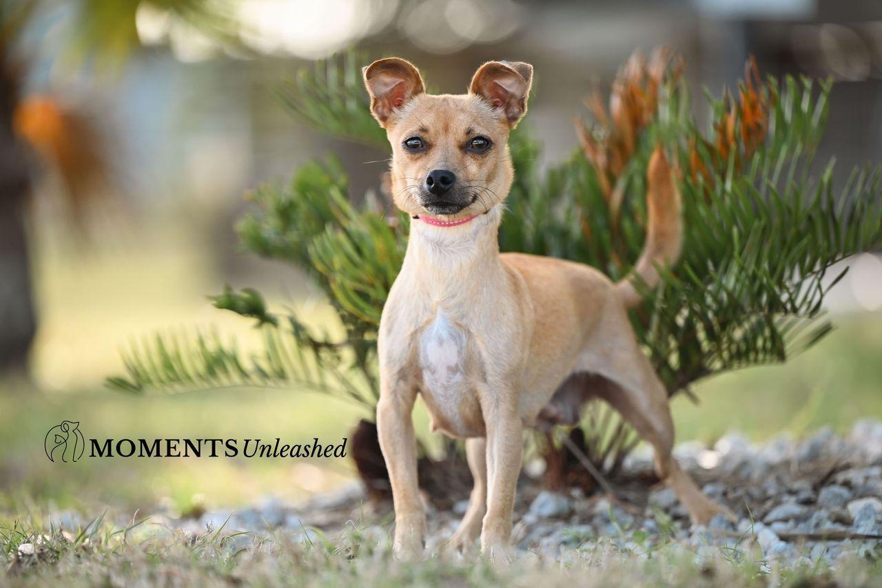 Enlarge Thimble, a Adoptable mixed breed in Myakka City, FL image 1/3