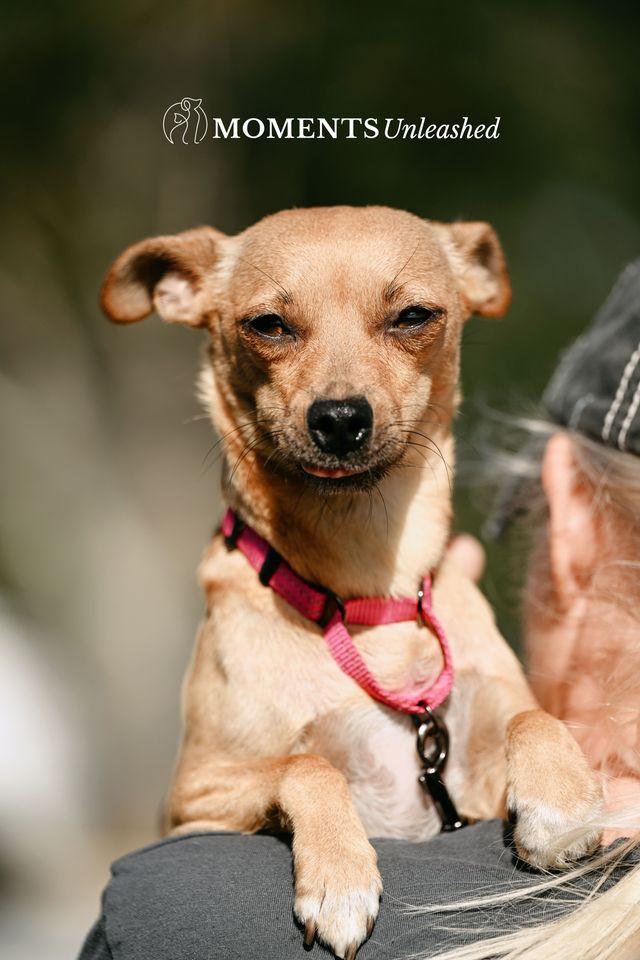 Enlarge Thimble, a Adoptable mixed breed in Myakka City, FL image 3/3