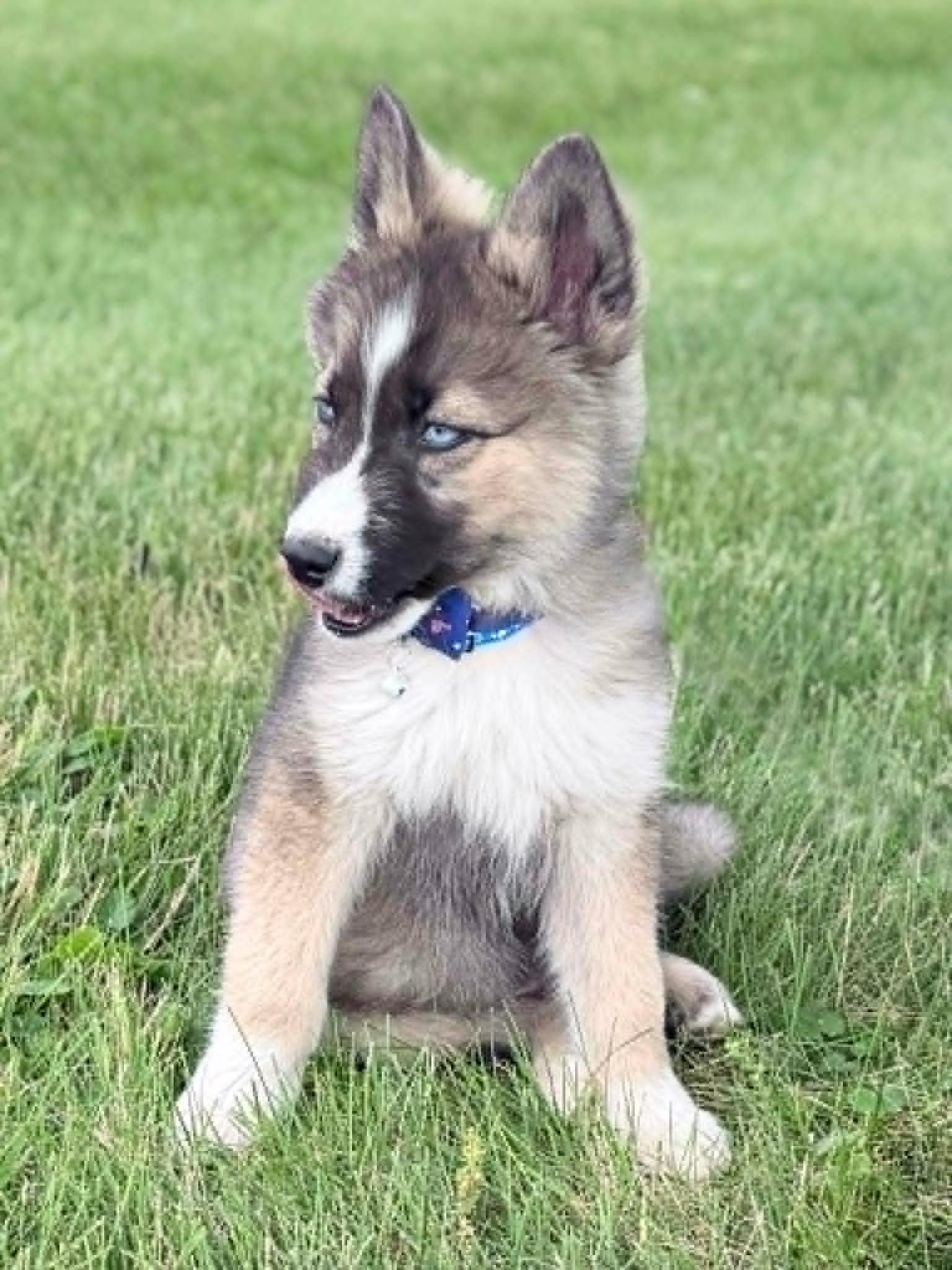 Athos - Gerberian Shepsky