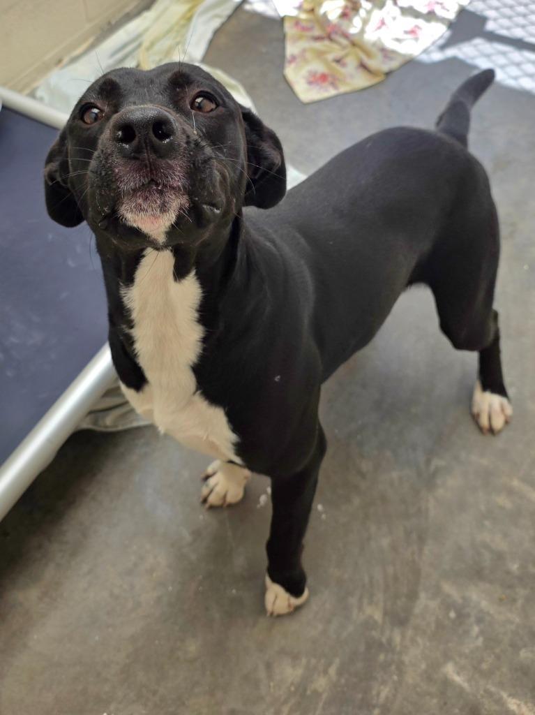 Vince / AC 28352 B, Adoptable, Young Male Terrier.