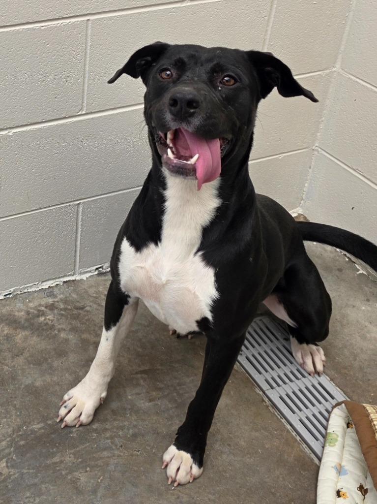 Enlarge Vince / AC 28352 B, a Adoptable mixed breed in Greeneville, TN image 2/5