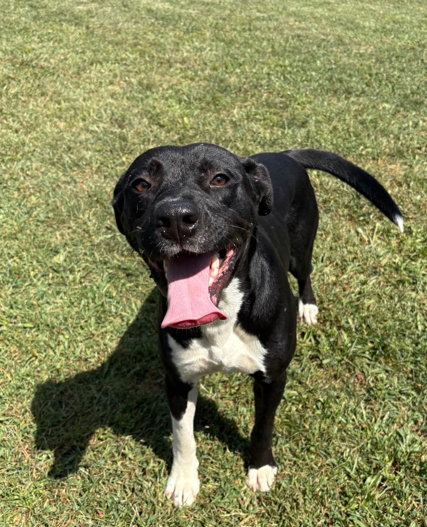 Enlarge Vince / AC 28352 B, a Adoptable mixed breed in Greeneville, TN image 3/5