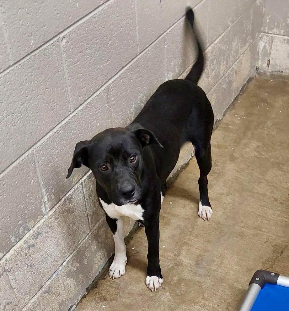 Enlarge Vince / AC 28352 B, a Adoptable mixed breed in Greeneville, TN image 4/5