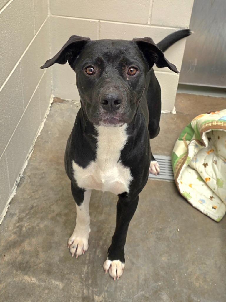 Enlarge Vince / AC 28352 B, a Adoptable mixed breed in Greeneville, TN image 5/5
