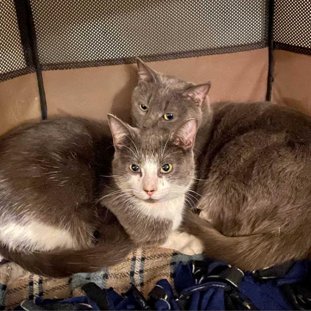 Enlarge Panda, a Adoptable Domestic Short Hair in Tampa, FL image 1/3