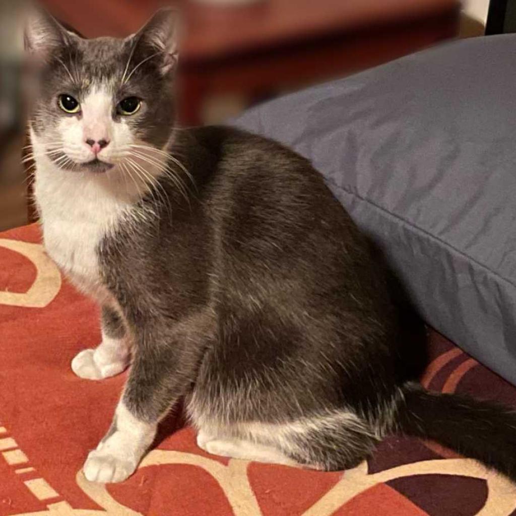 Enlarge Panda, a Adoptable Domestic Short Hair in Tampa, FL image 3/3