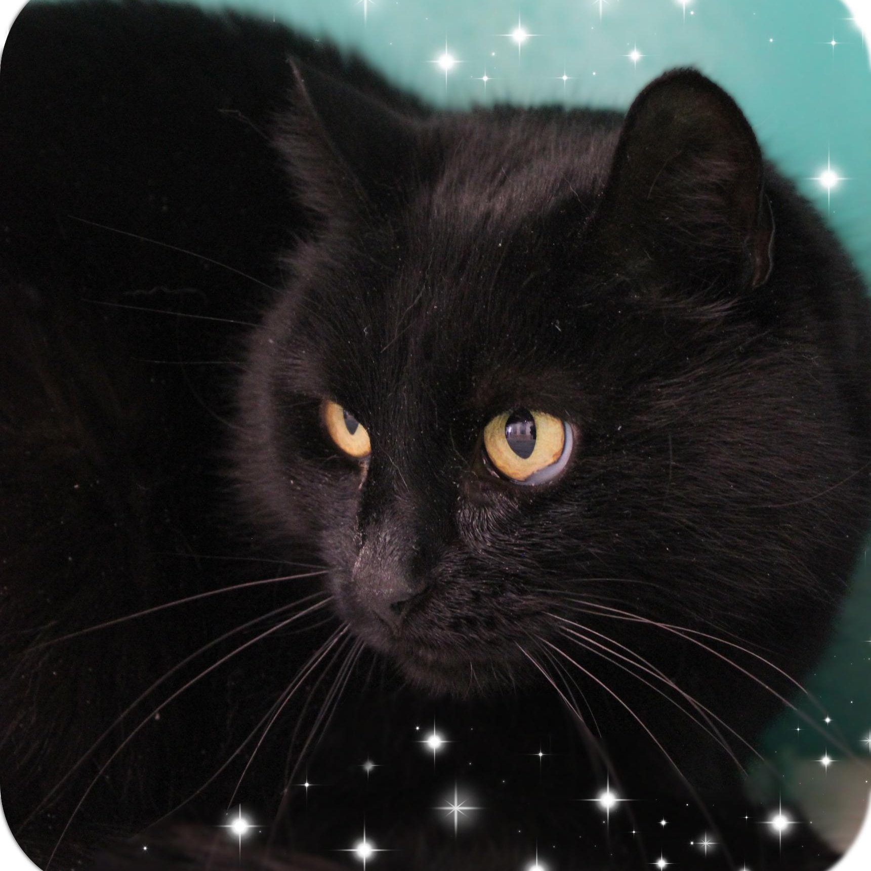 Enlarge Ceviche, a ADOPTABLE Domestic Short Hair in Amelia, OH image 1/1