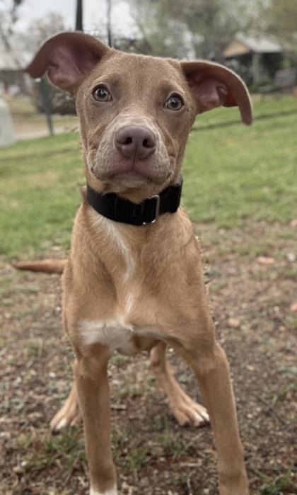 Rodney — thumbnail 3