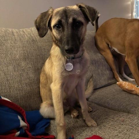 Lola, Adoptable, Young Female Mixed Breed.