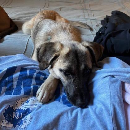 Enlarge Lola, a Adoptable Mixed Breed in Kansas City, MO image 3/5