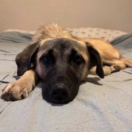 Enlarge Lola, a Adoptable Mixed Breed in Kansas City, MO image 4/5