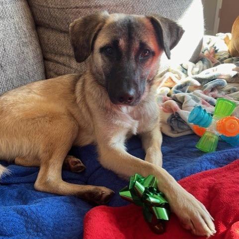 Enlarge Lola, a Adoptable Mixed Breed in Kansas City, MO image 5/5