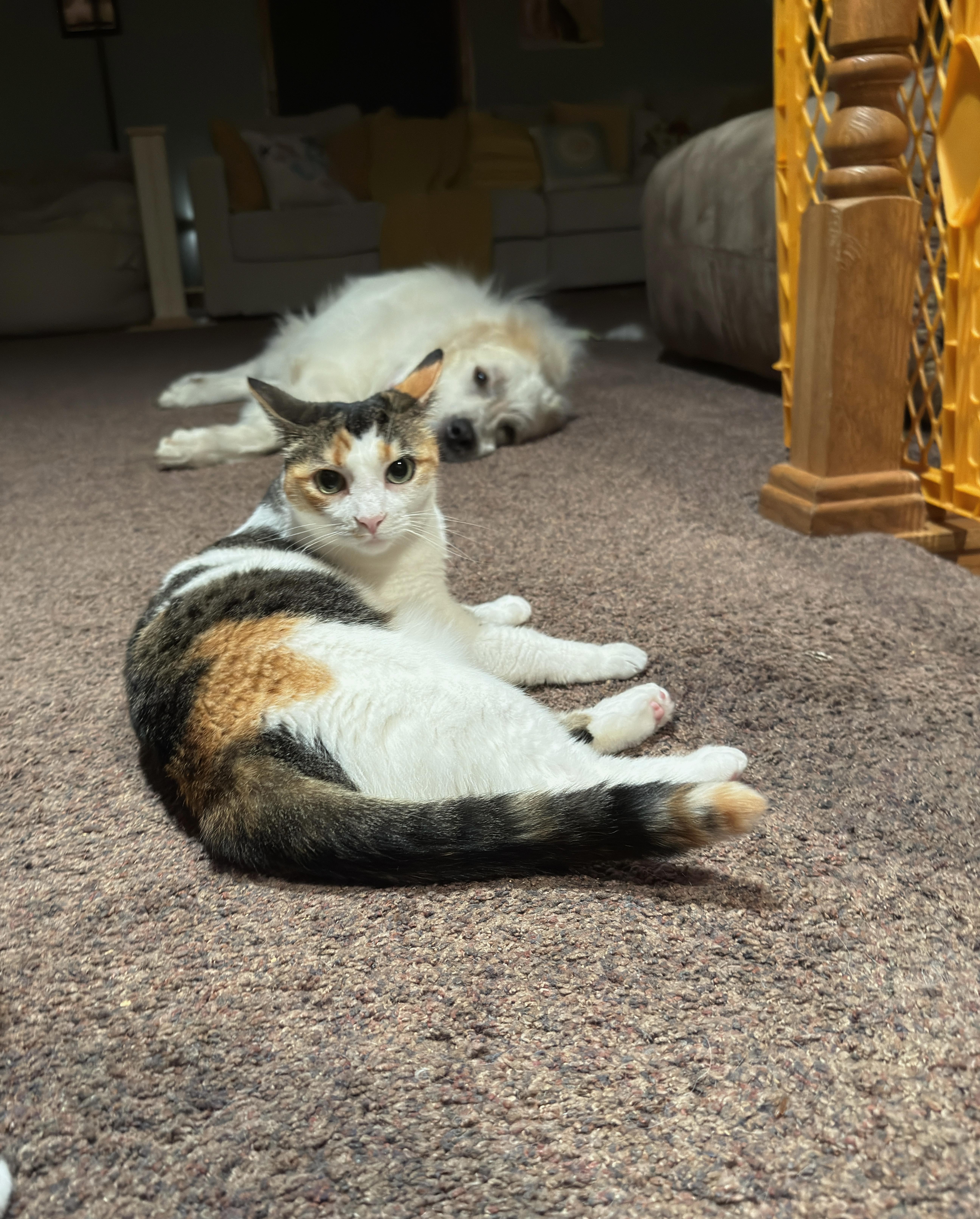 Penny photo 1