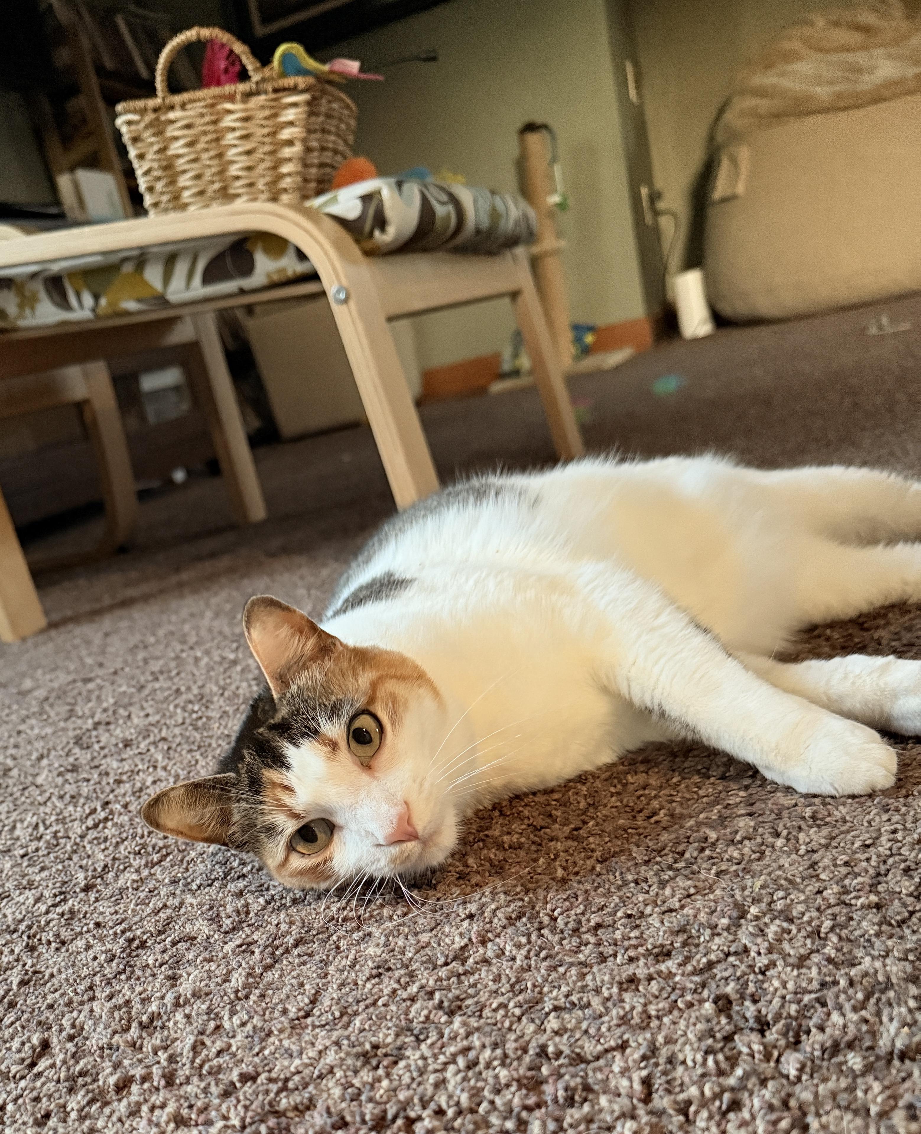 Penny photo 2