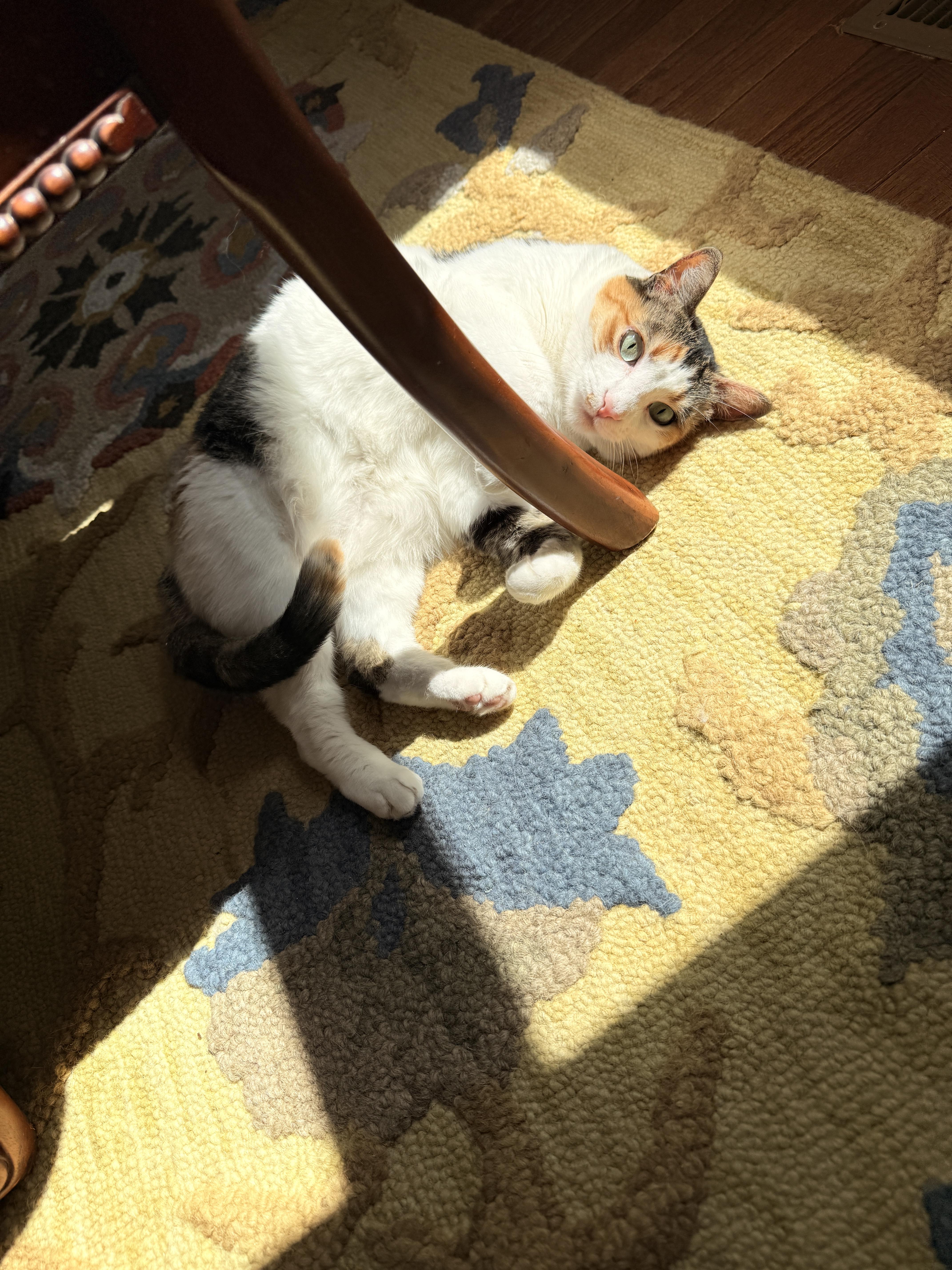 Penny photo 4