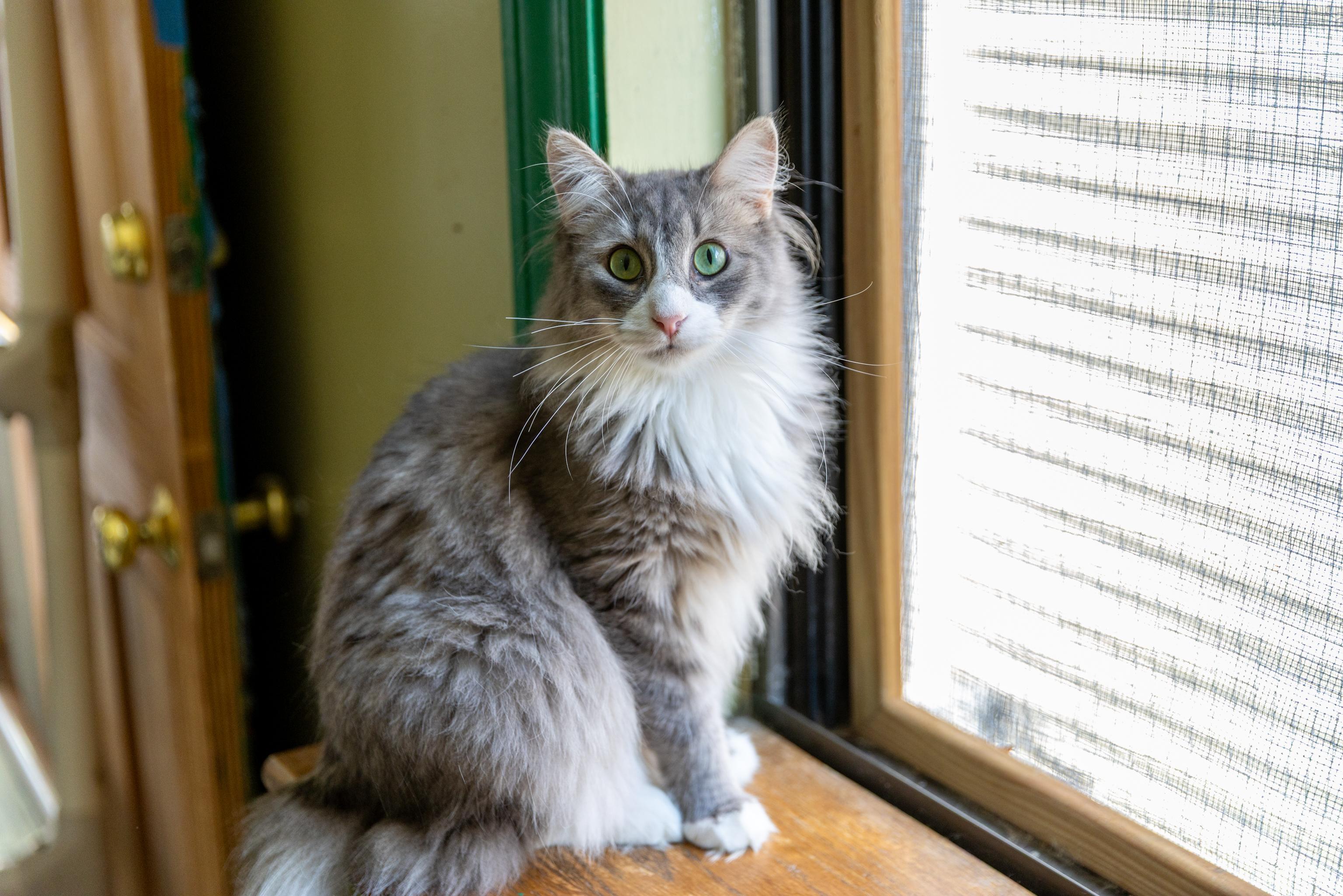Enlarge Sam, a Adoptable Maine Coon in Chicago, IL image 1/3