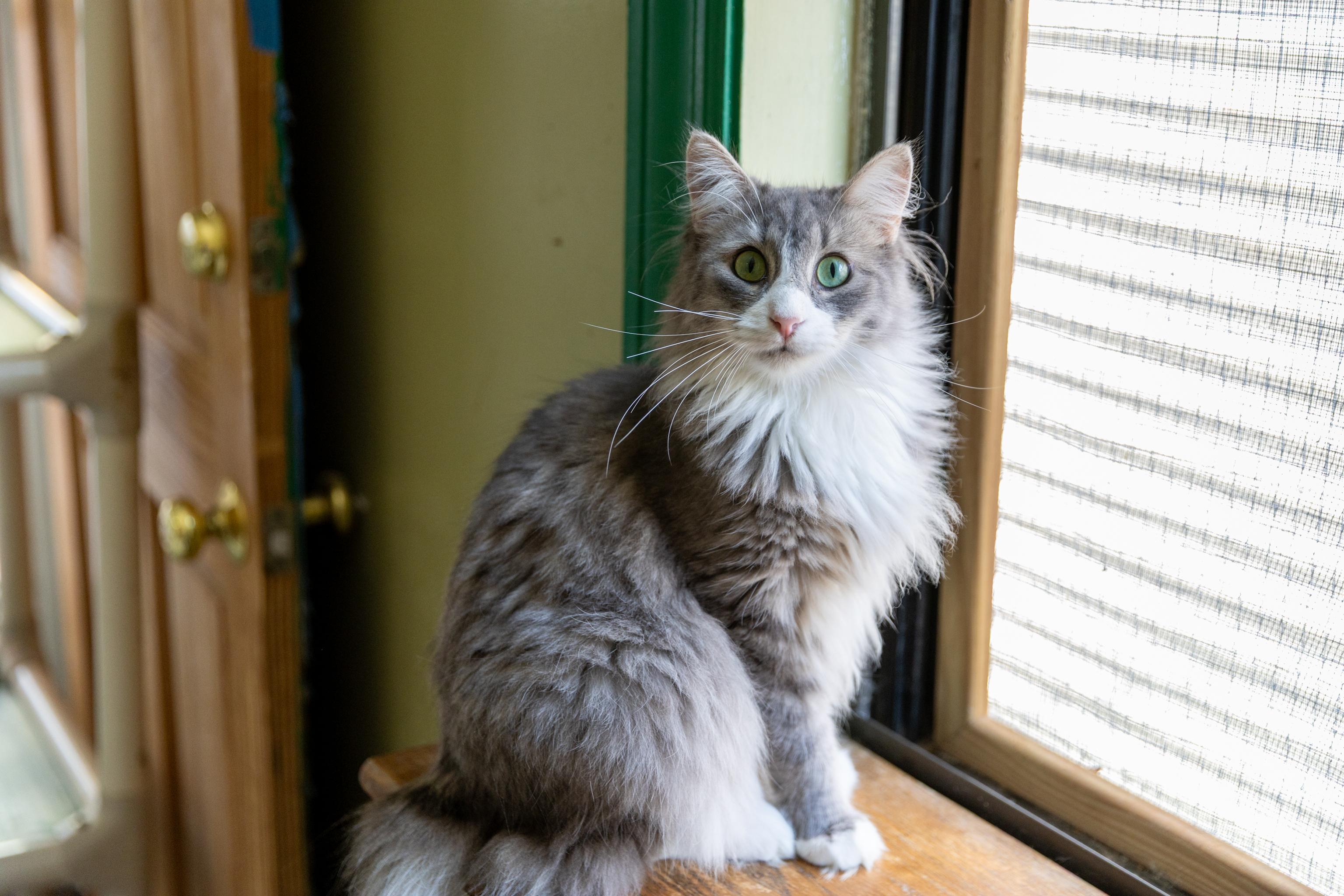 Enlarge Sam, a Adoptable Maine Coon in Chicago, IL image 2/3