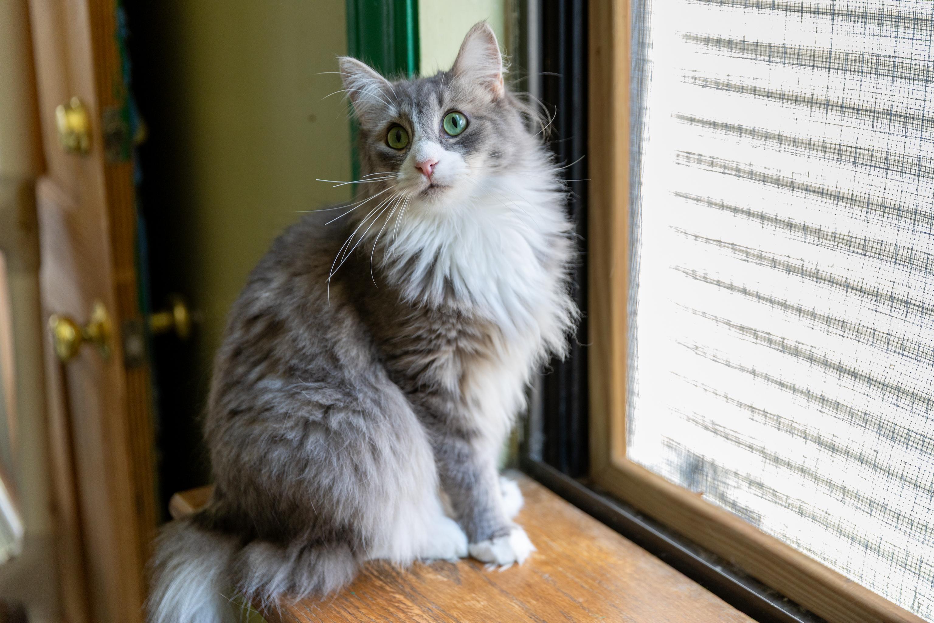 Enlarge Sam, a Adoptable Maine Coon in Chicago, IL image 3/3