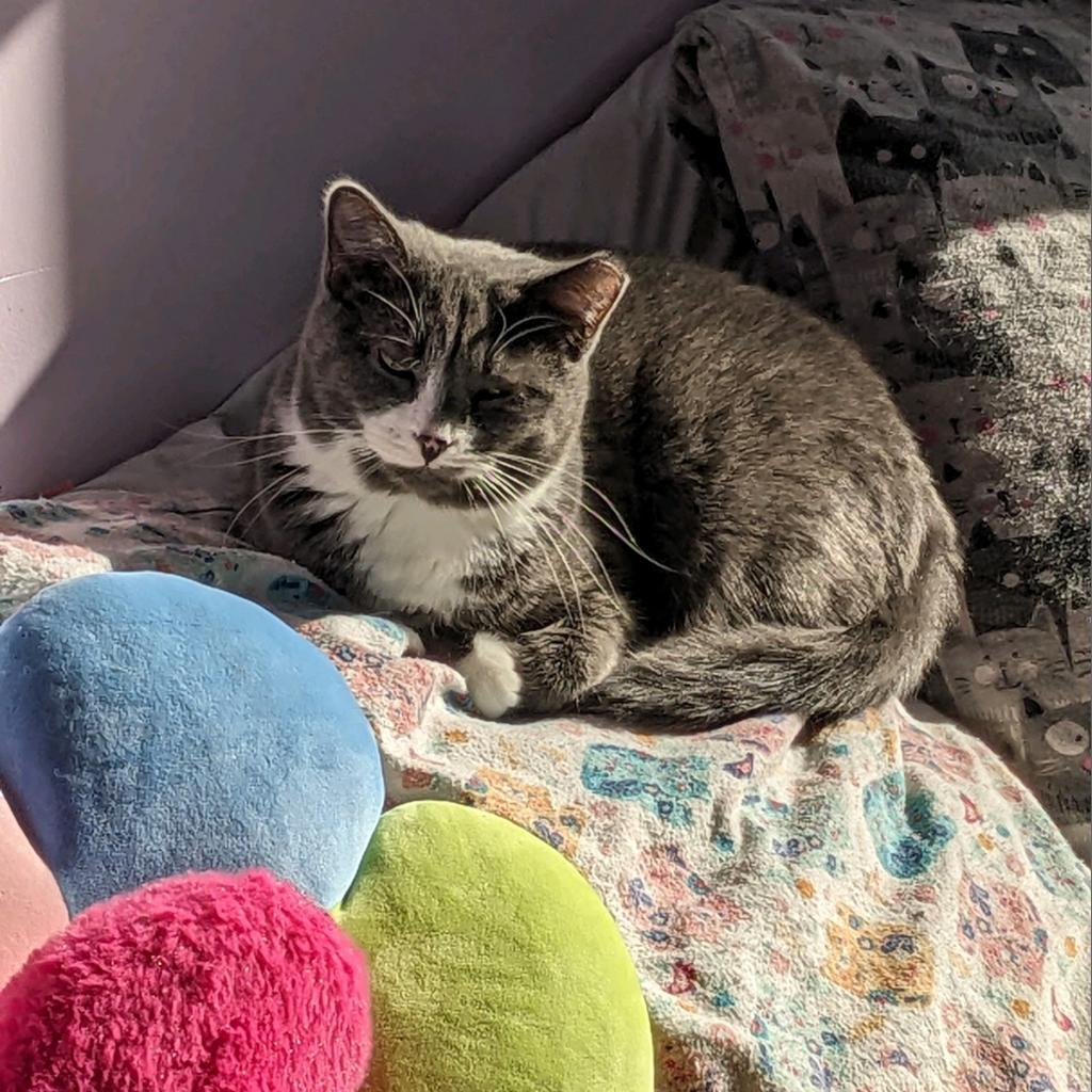 Fraggle, Adoptable, Adult Female Domestic Medium Hair.