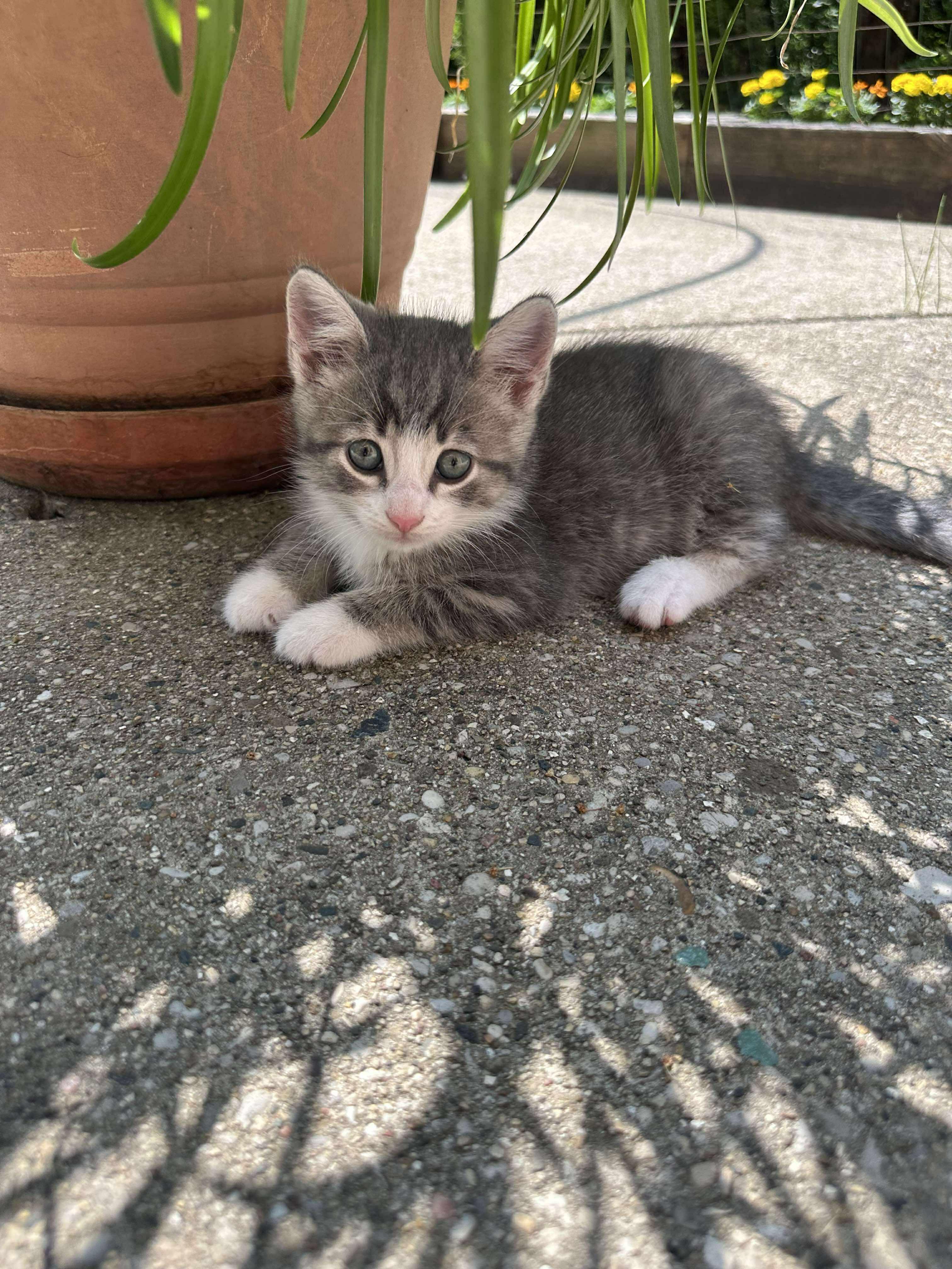 Eric - Sweet and affectionate 9 week young kitten