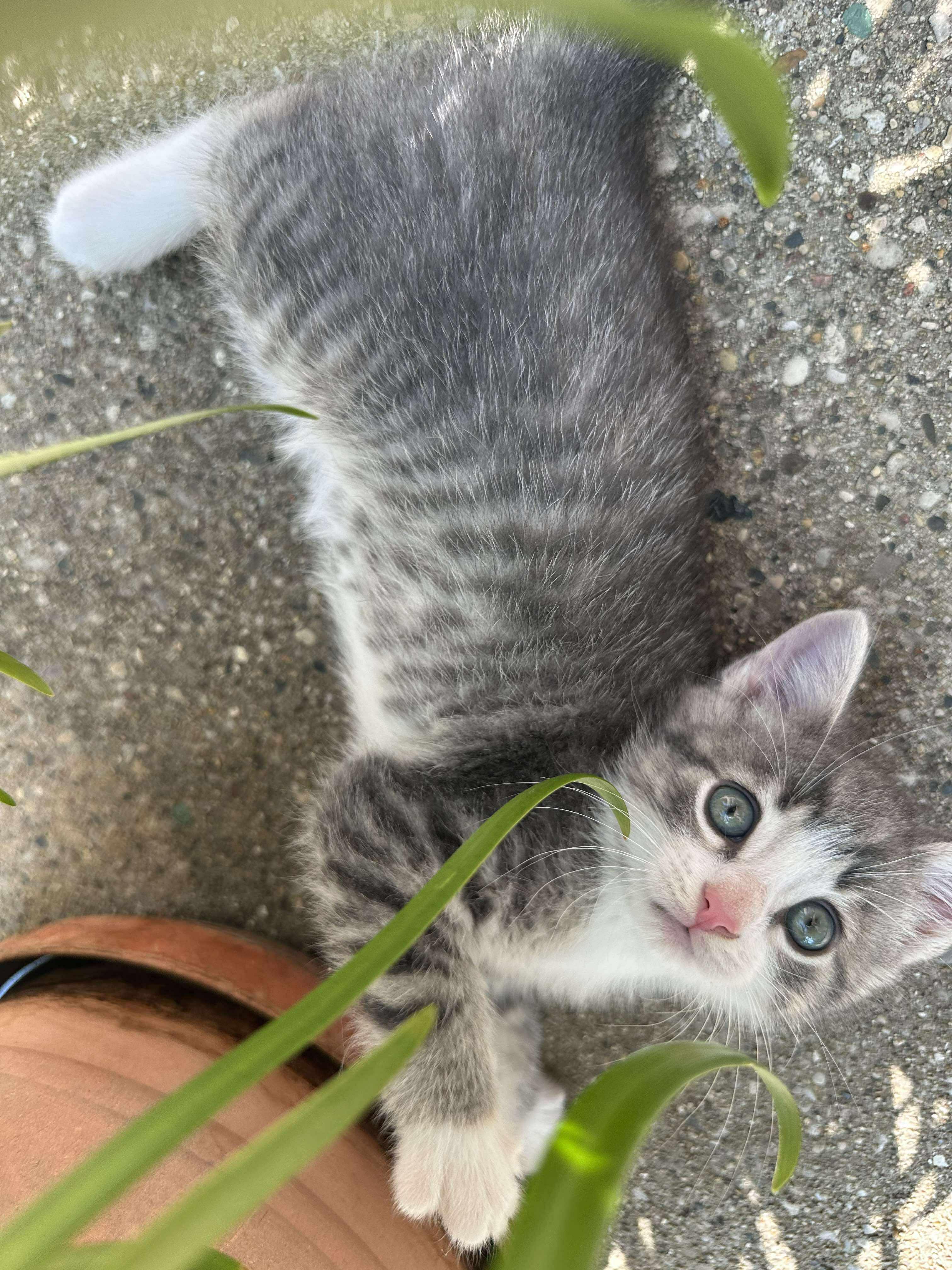 Eric - Sweet and affectionate 9 week young kitten