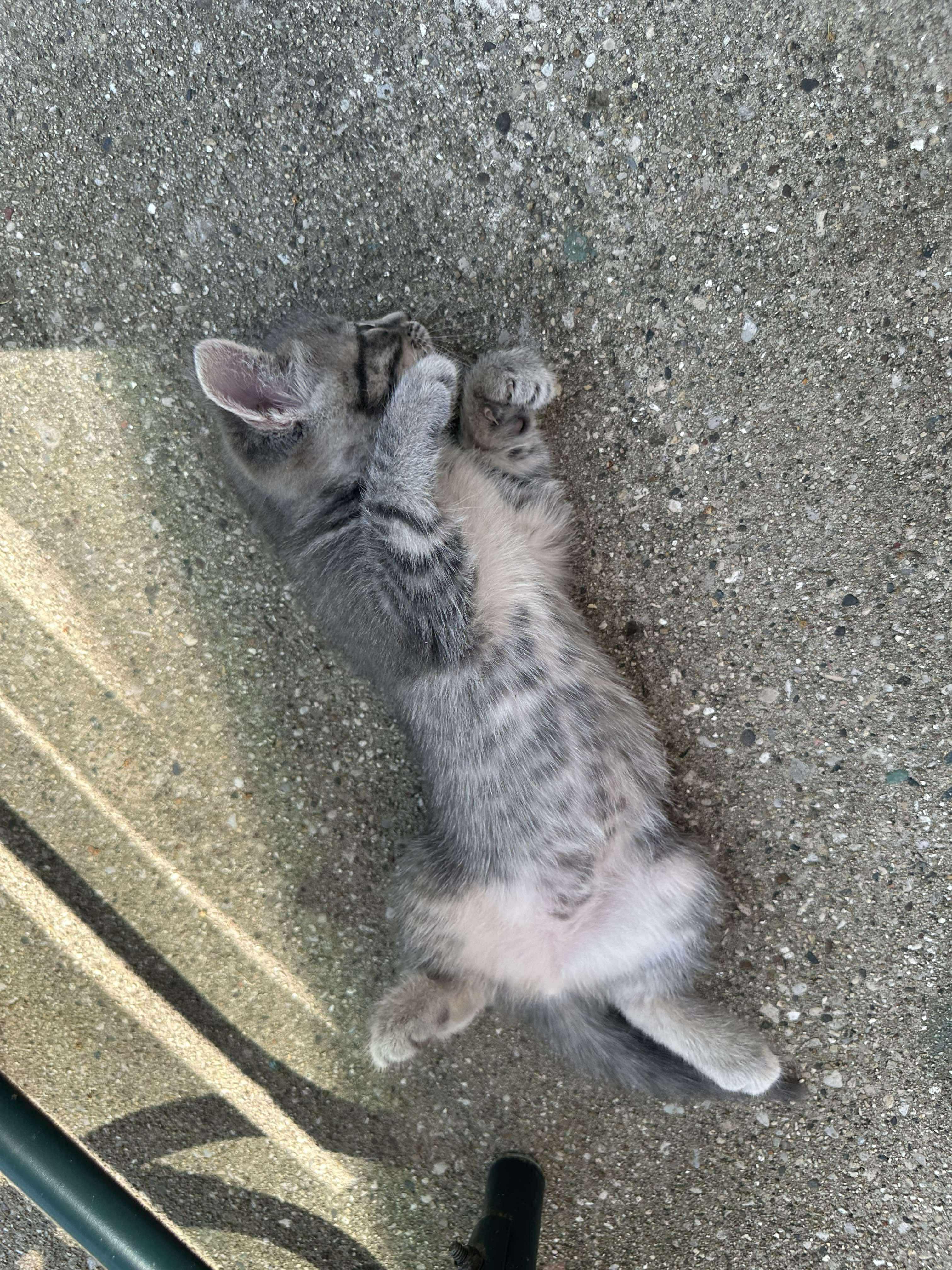 Eric - Sweet and affectionate 9 week young kitten