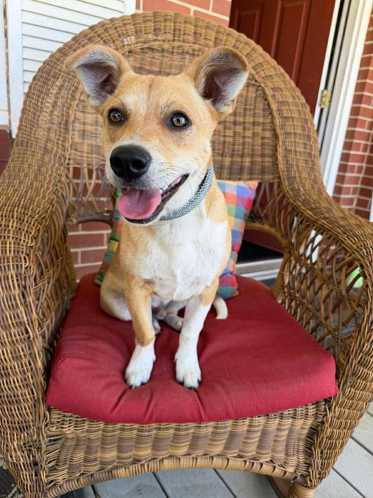 Enlarge Edward, a Adoptable mixed breed in Orlando, FL image 1/4