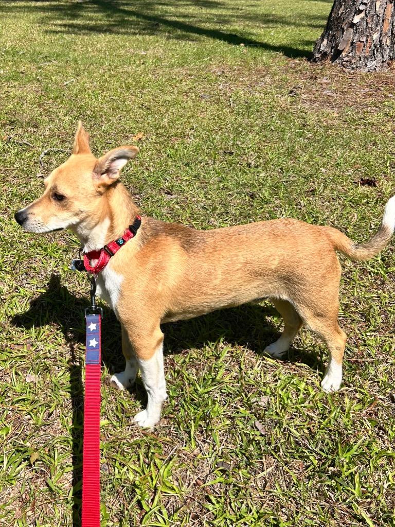 Enlarge Edward, a Adoptable mixed breed in Orlando, FL image 2/4
