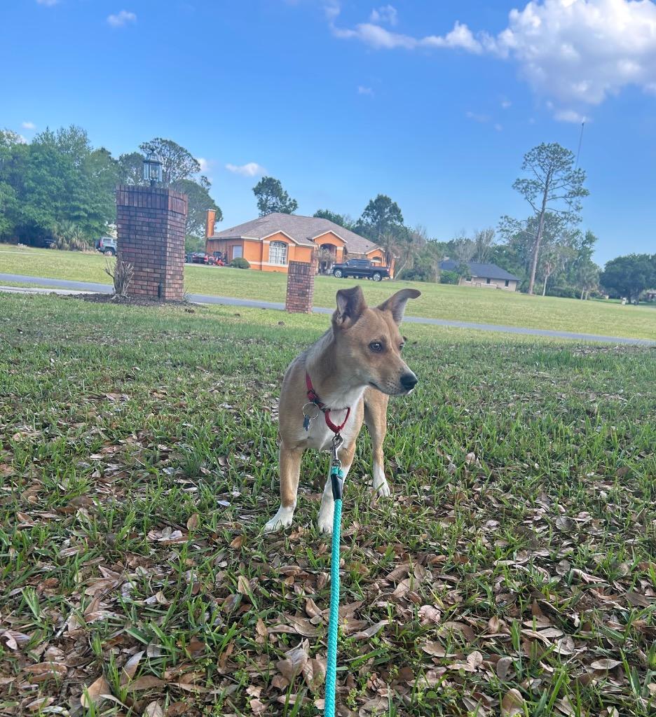 Enlarge Edward, a Adoptable mixed breed in Orlando, FL image 3/4