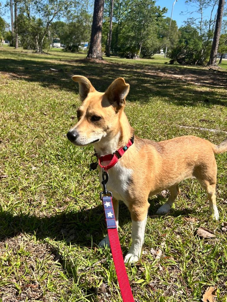 Enlarge Edward, a Adoptable mixed breed in Orlando, FL image 4/4