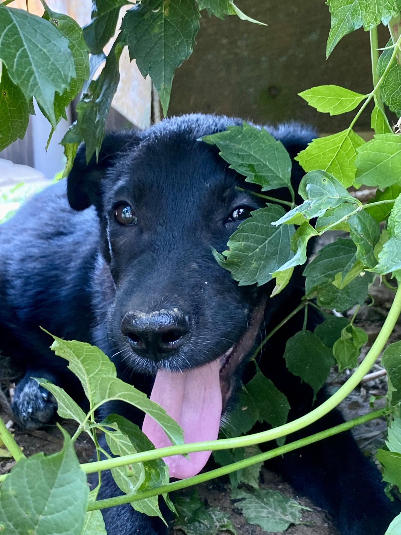 Tulla, Adoptable, Puppy Female Labrador Retriever.