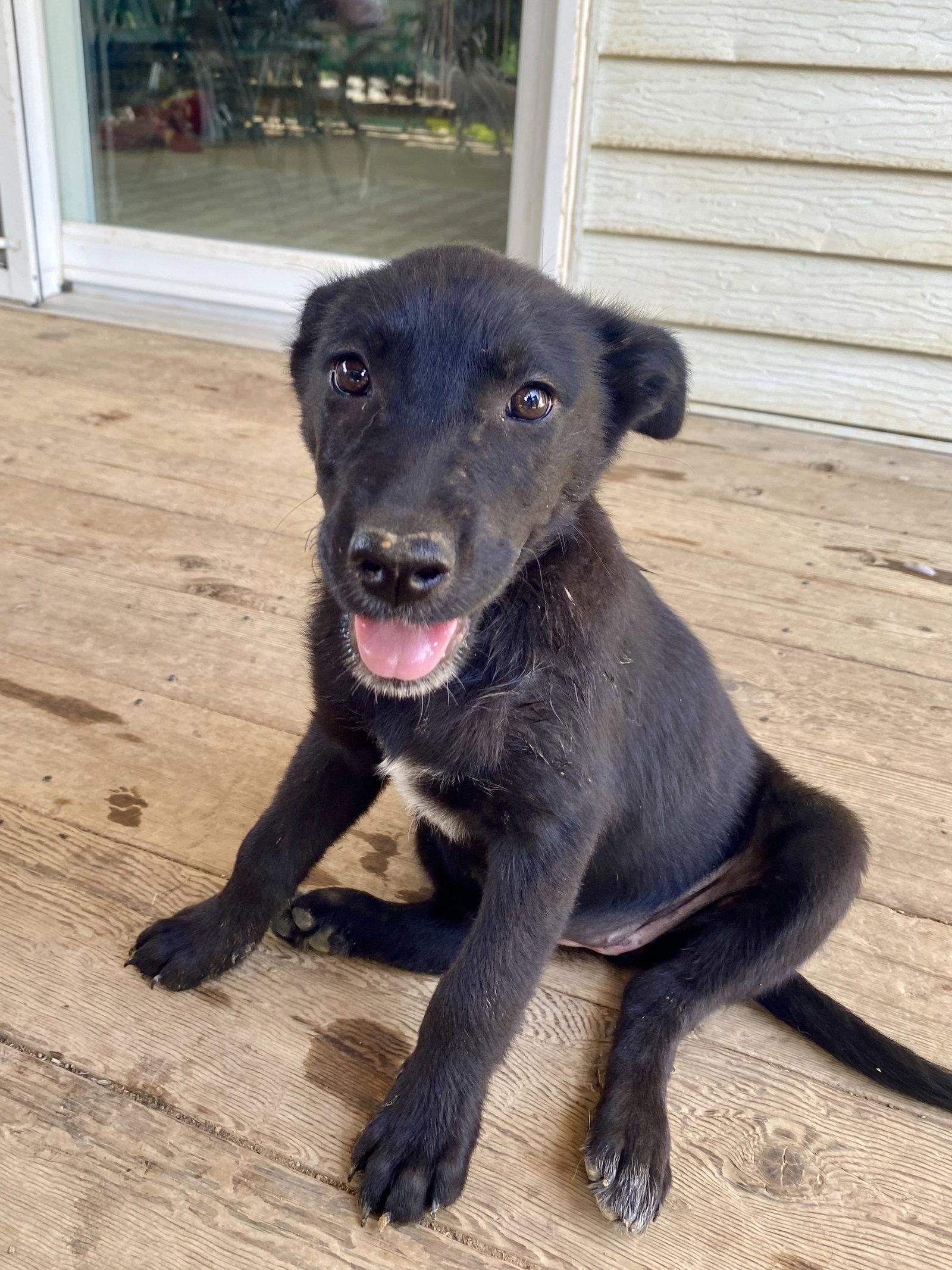 Tulla, a Adoptable Labrador Retriever in Barnhart, MO image 2/3