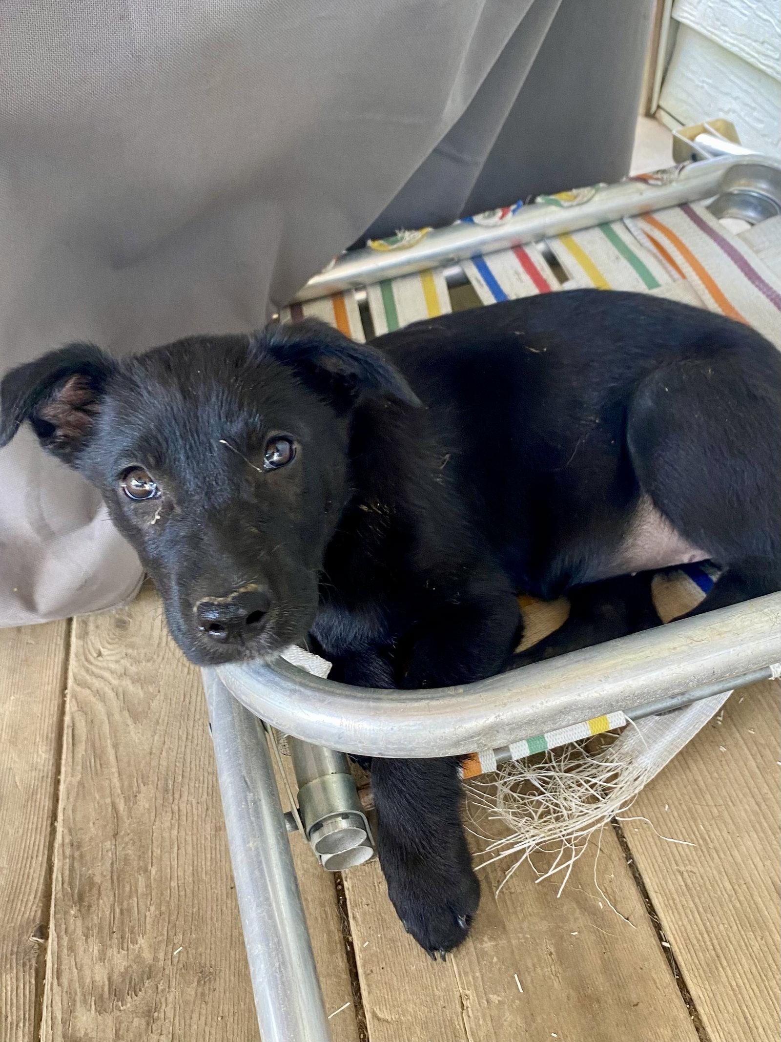 Tulla, a Adoptable Labrador Retriever in Barnhart, MO image 3/3