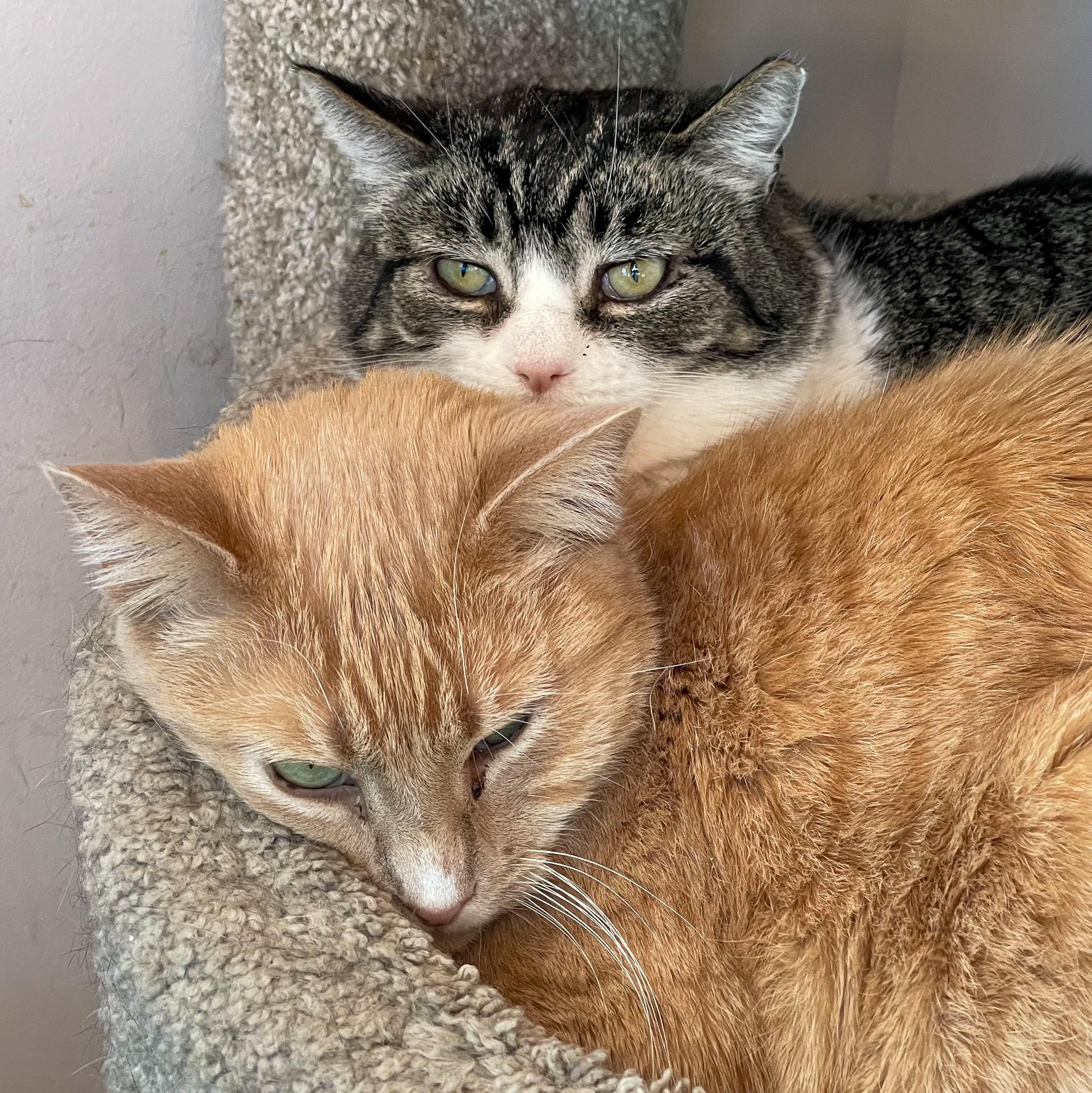 Enlarge Topper (and Victory), a Adoptable mixed breed in Santa Fe, NM image 2/6