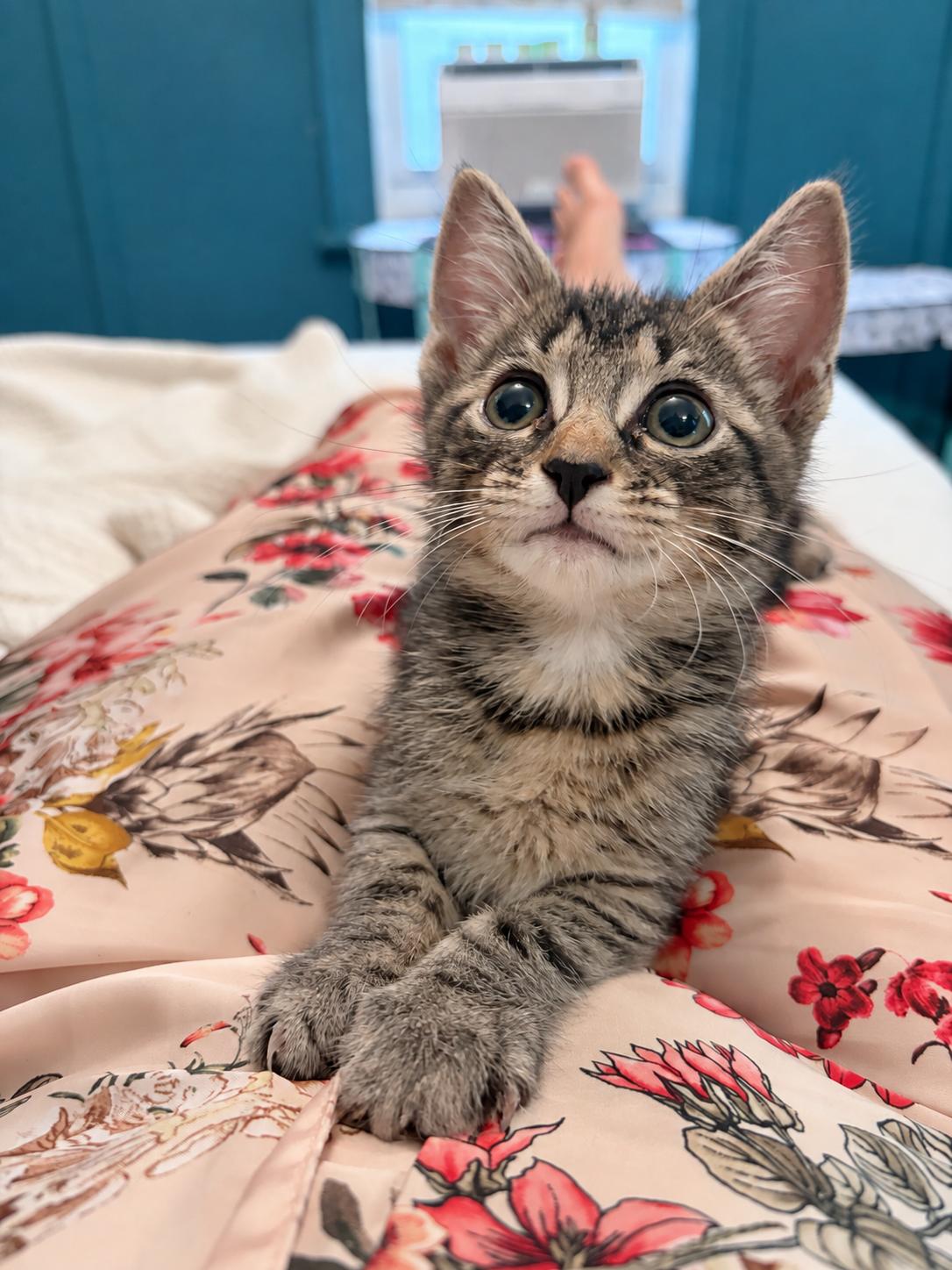 Enlarge Felix, a Adopted Domestic Short Hair in Montclair, NJ image 5/5