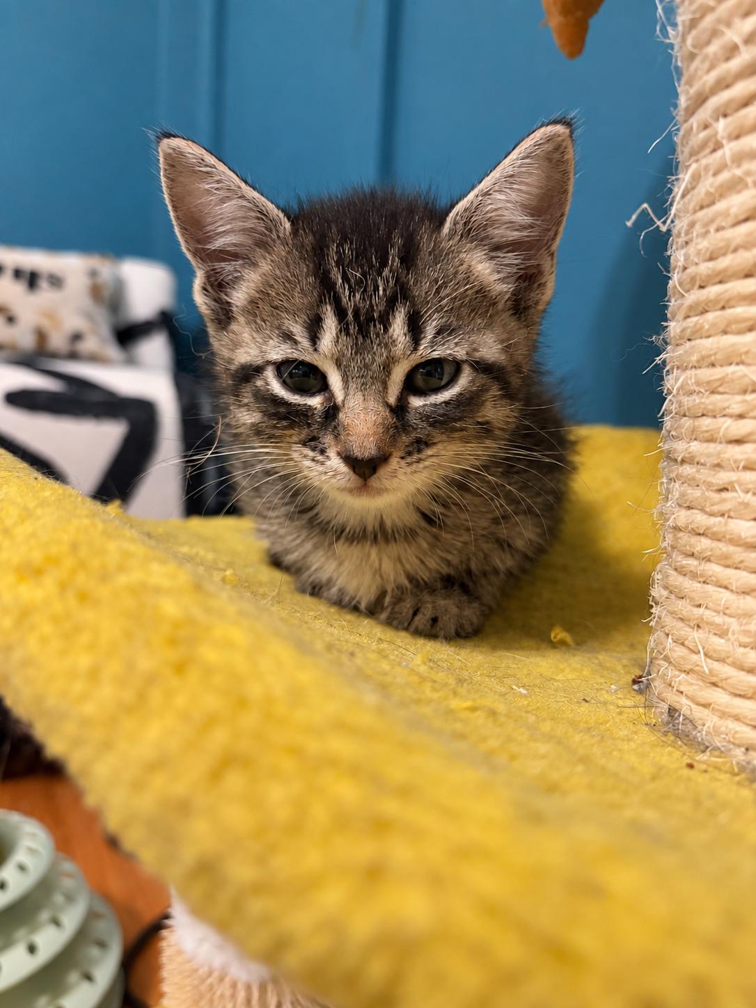 Enlarge Felix, a Adopted Domestic Short Hair in Montclair, NJ image 3/5