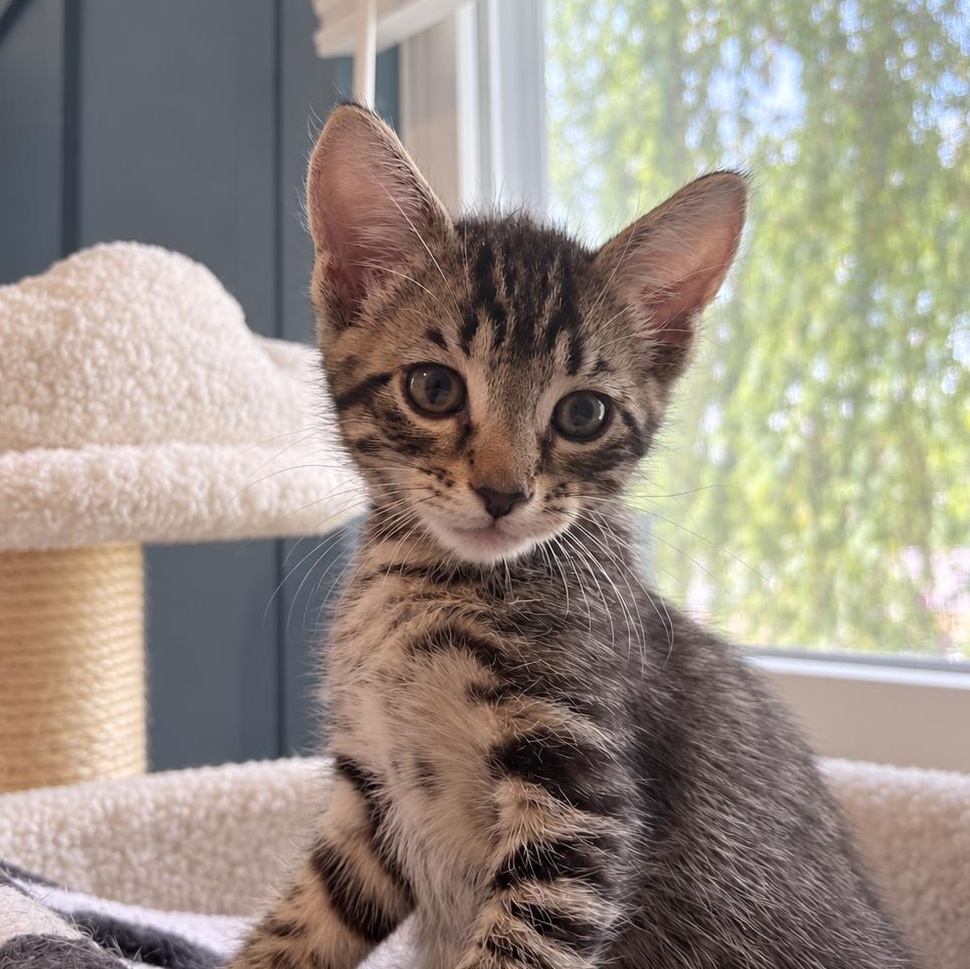 Enlarge Felix, a Adopted Domestic Short Hair in Montclair, NJ image 2/5