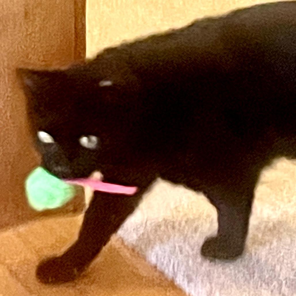 Bella, Adoptable, Adult Female Domestic Short Hair.