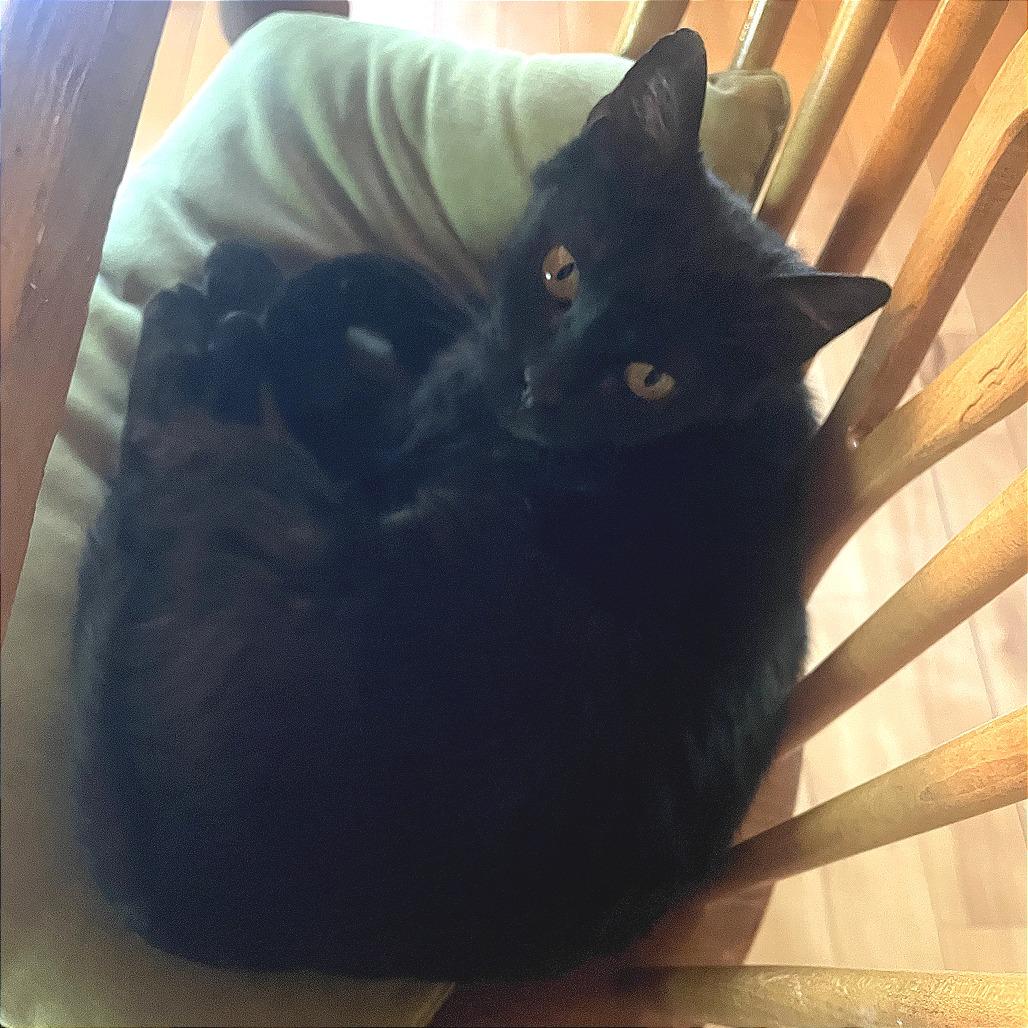 Bella, a Adoptable Domestic Short Hair in Traverse City, MI image 2/4