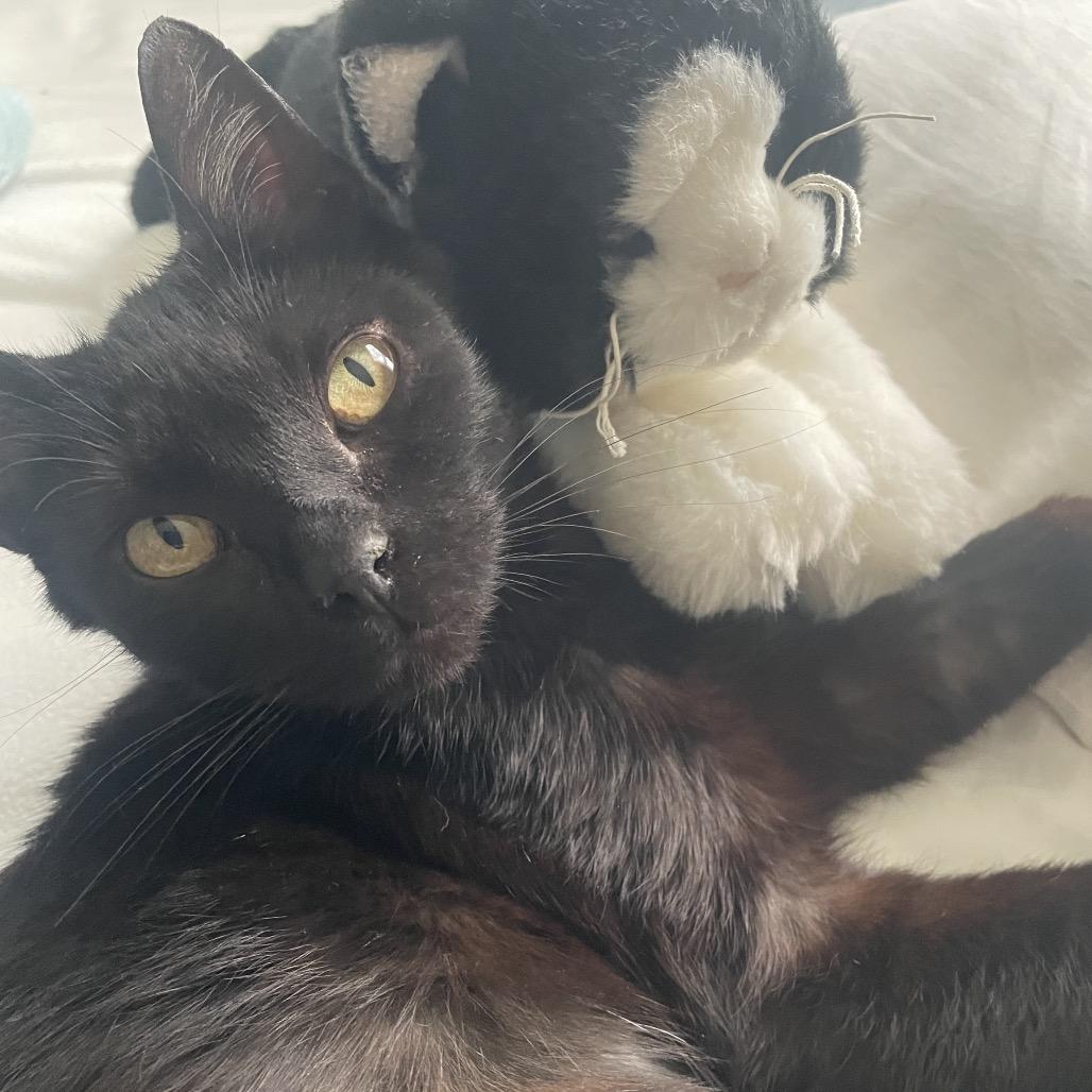 Bella, a Adoptable Domestic Short Hair in Traverse City, MI image 3/4