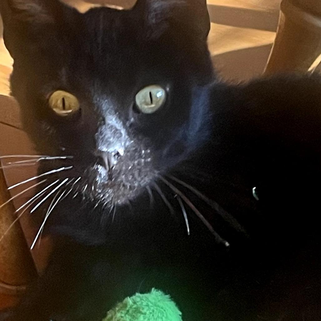 Bella, a Adoptable Domestic Short Hair in Traverse City, MI image 4/4
