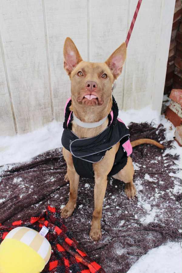 Abby, Adoptable, Young Female Terrier.