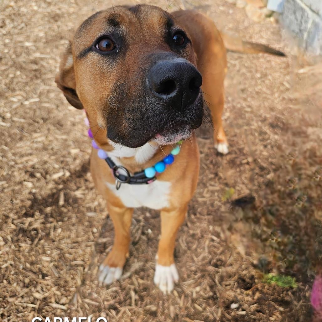 Carmelo, Adoptable, Young Female Mixed Breed & Mixed Breed.