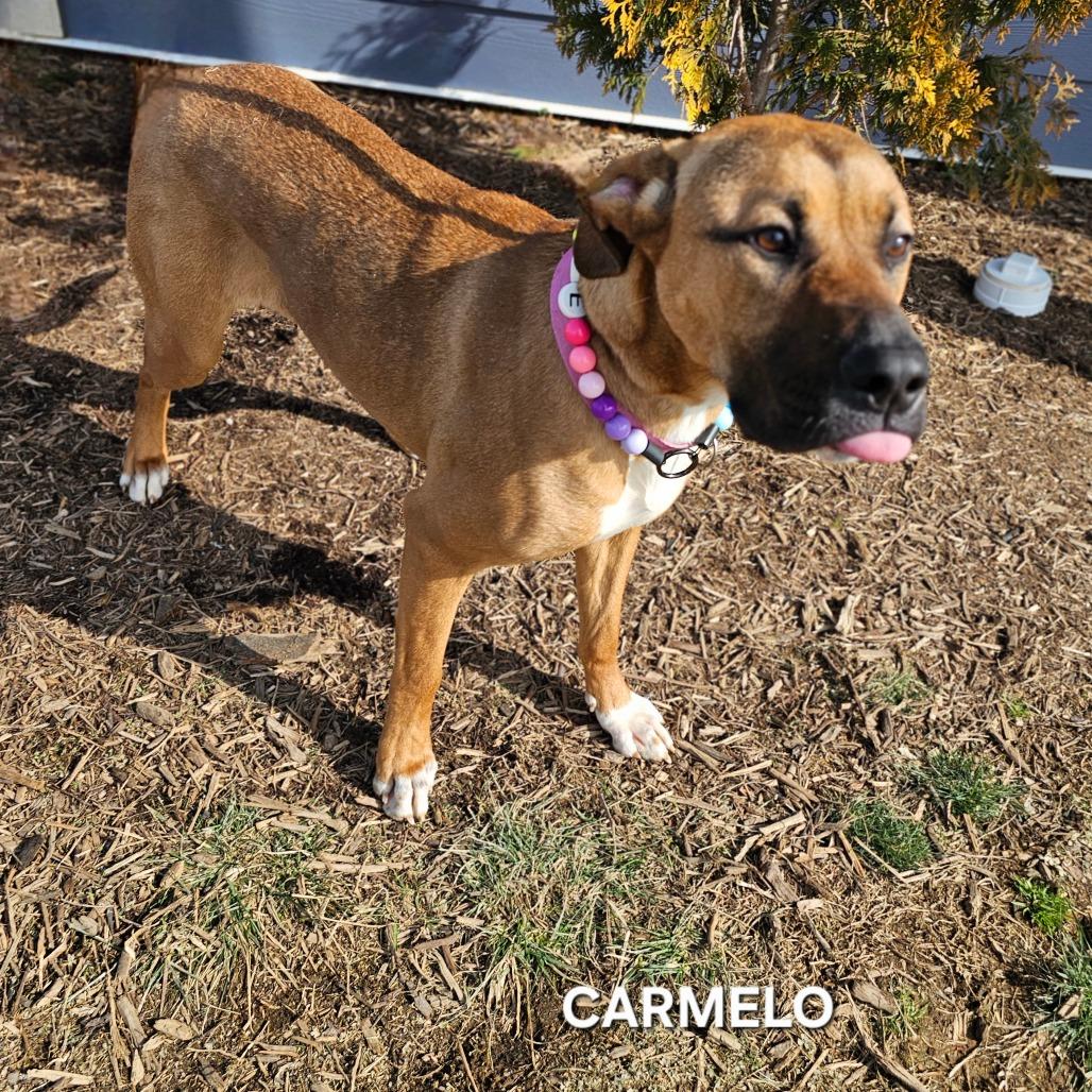 Enlarge Carmelo, a Adoptable mixed breed in Madisonville, TN image 2/6