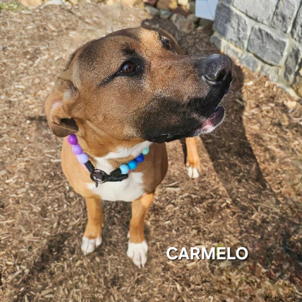Enlarge Carmelo, a Adoptable mixed breed in Madisonville, TN image 3/6