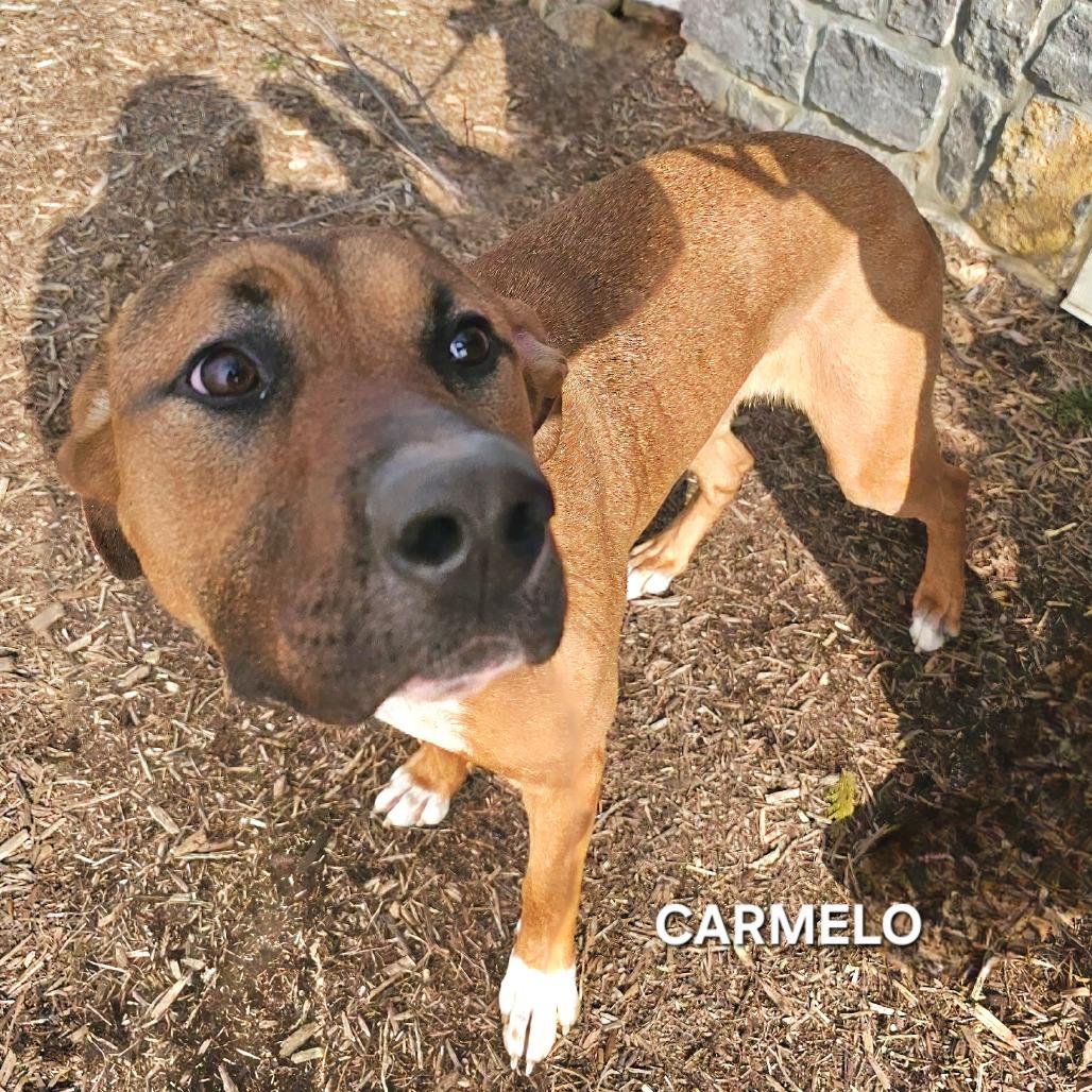Enlarge Carmelo, a Adoptable mixed breed in Madisonville, TN image 4/6