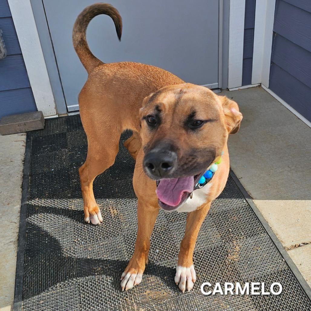 Enlarge Carmelo, a Adoptable mixed breed in Madisonville, TN image 5/6