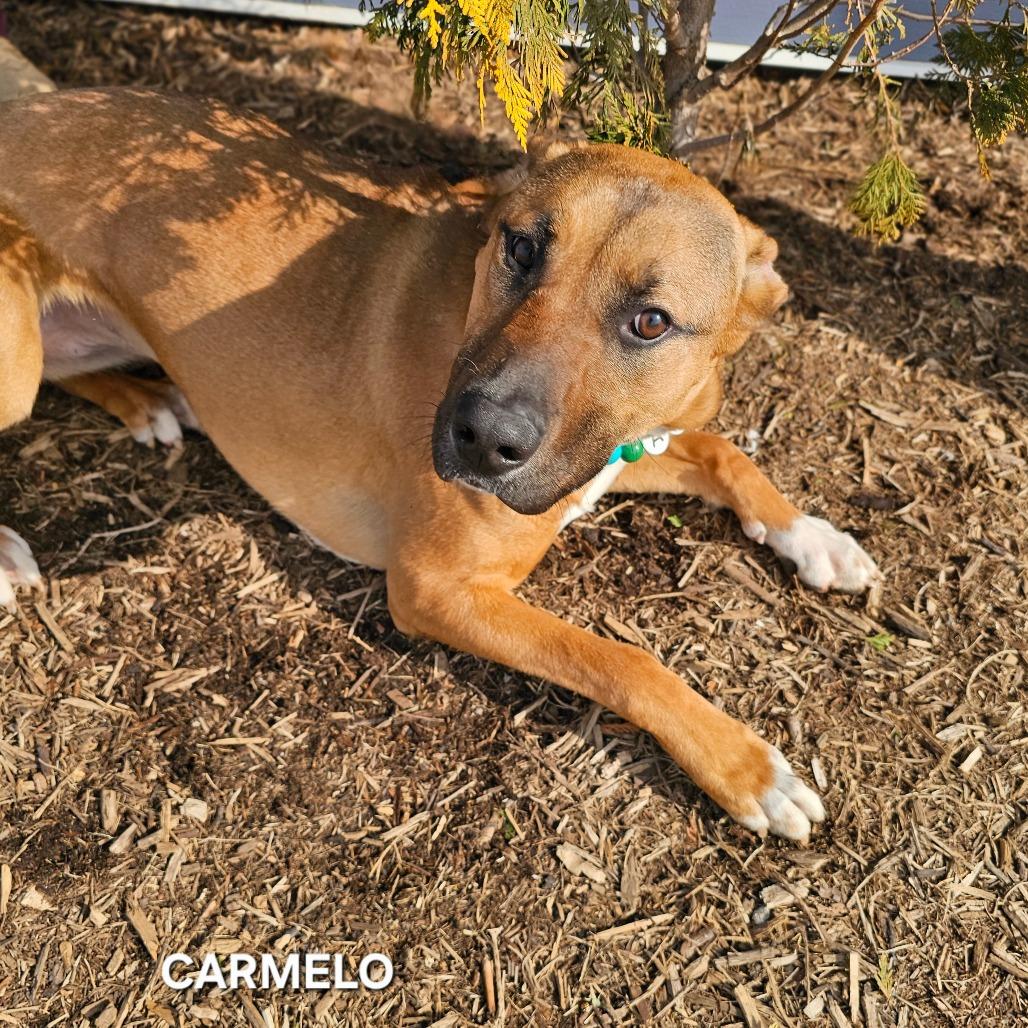 Enlarge Carmelo, a Adoptable mixed breed in Madisonville, TN image 6/6