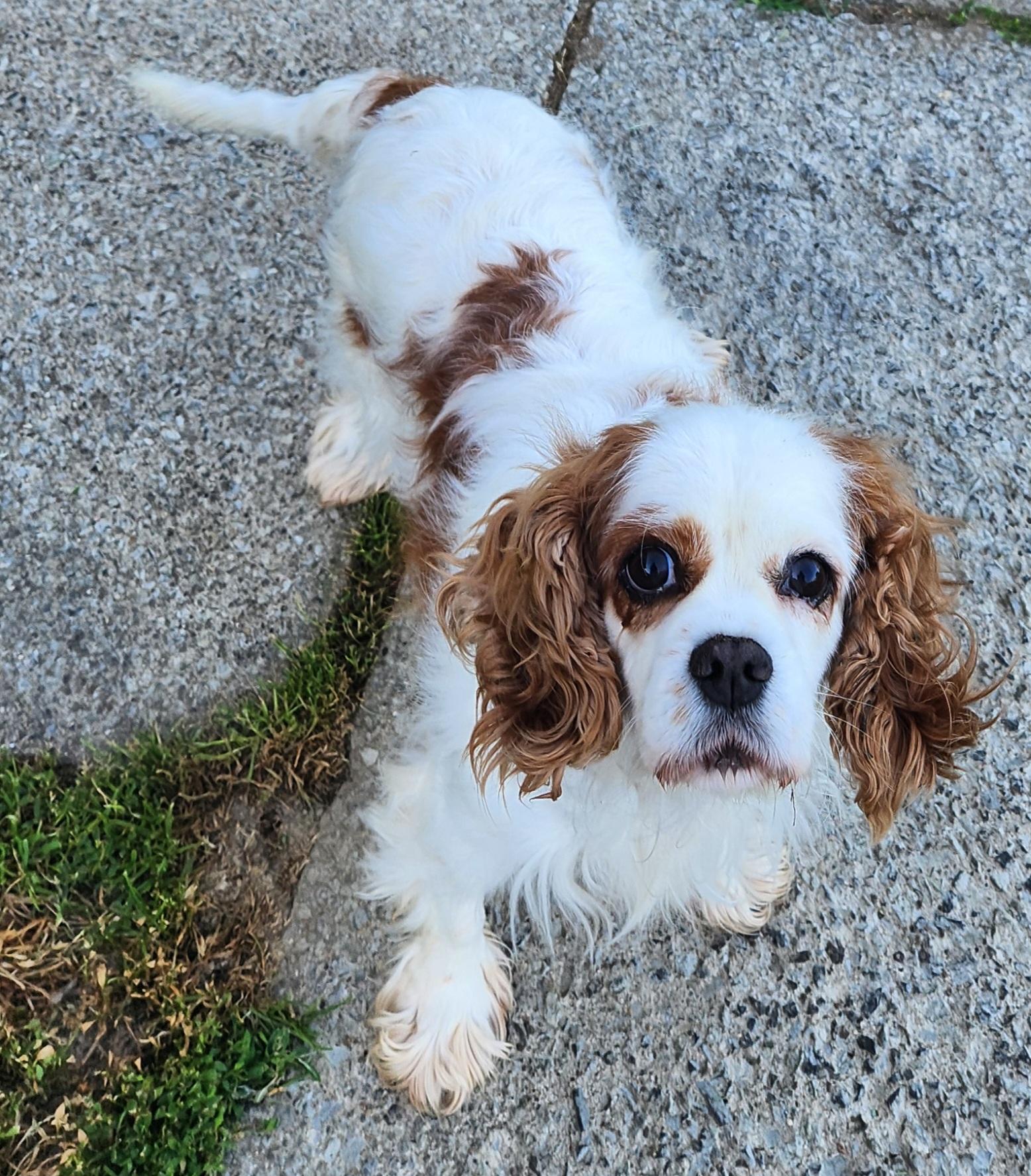 Isabella, ADOPTABLE, Adult Female Cavalier King Charles Spaniel.