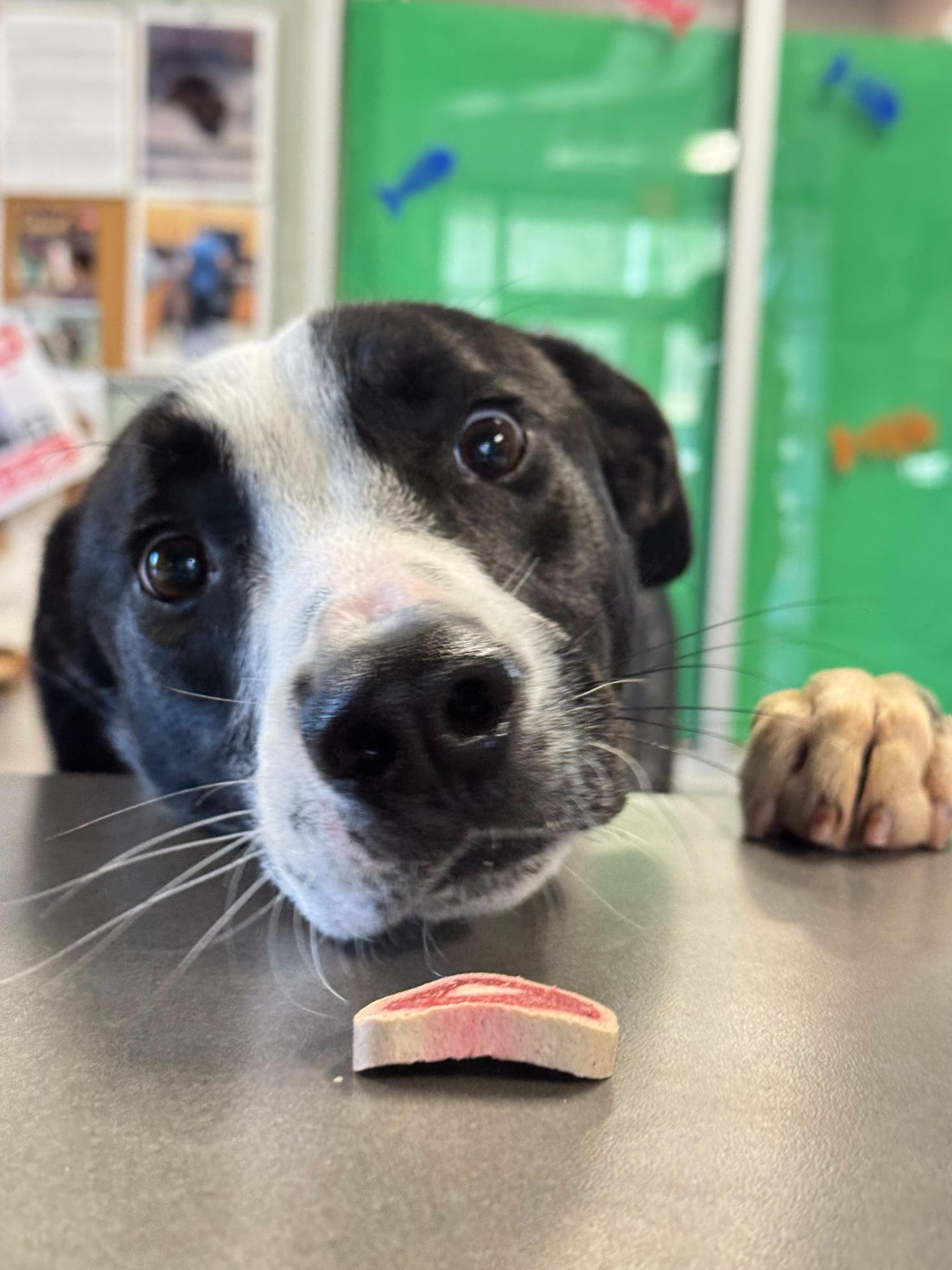 Cowboy , a ADOPTABLE mixed breed in Troy, AL image 1/4